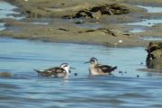 Phalarope � bec �troit � Agn�s et Philippe Mansart