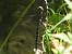 Aeschne des joncs (Aeshna juncea) � Philippe Lambert