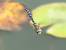 Aeschne mixte (Aeshna mixta) � Philippe Lambert