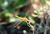 Symp�trum de Fonscolombe (Sympetrum fonscolombii) � Maurice Annie Gasperini