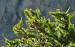 Bec-crois� des sapins (Loxia curvirostra) � Philippe Fortini