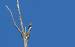 Passereau ind�termin� (Passeriformes sp.) � Philippe Fortini