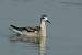Phalarope � bec �troit (Phalaropus lobatus) � Agn�s et Philippe Mansart