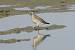 B�casseau maub�che (Calidris canutus) � Agn�s et Philippe Mansart