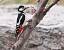 Pic �peiche (Dendrocopos major) � Daniel Dhal