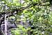 Couleuvre verte et jaune (Hierophis viridiflavus) � Norman de Sousa
