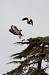 Aigle bott� (Aquila pennata) � Genevi�ve Delvoye