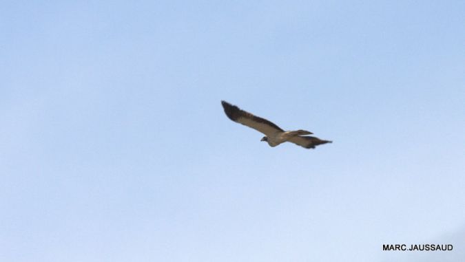 Aigle bott�  - Marc Jaussaud
