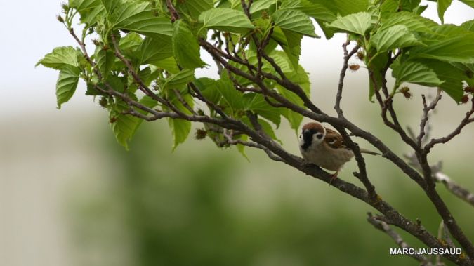 Moineau friquet  - Marc Jaussaud