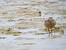 B�casseau rousset  - Collectif www.faune-paca.org