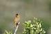 Bruant m�lanoc�phale  - Collectif www.faune-paca.org