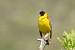 Bruant m�lanoc�phale  - Collectif www.faune-paca.org