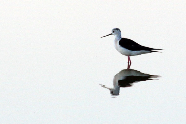 Echasse blanche  - Fran�ois Grimal