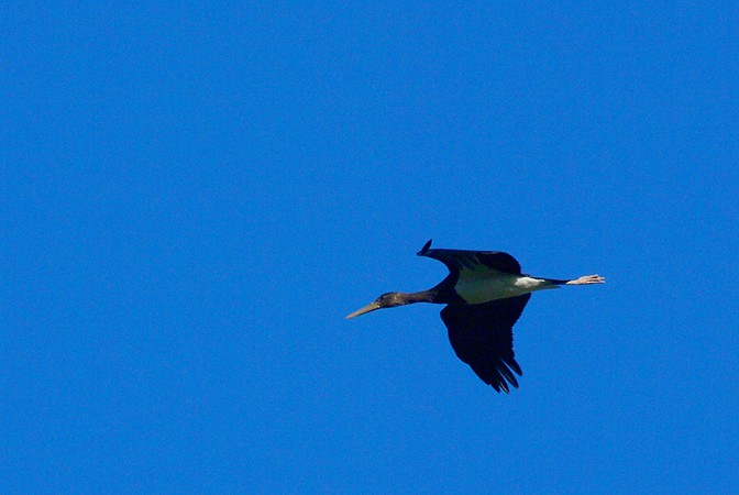 Cigogne noire  - Claude Falke