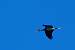 Cigogne noire  - Claude Falke