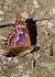 petit Mars changeant  - Jocelyne Ben-Sa�d