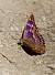 petit Mars changeant  - Jocelyne Ben-Sa�d