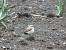 Traquet motteux (Oenanthe oenanthe) � Collectif www.faune-paca.org