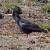 Crave � bec rouge (Pyrrhocorax pyrrhocorax) � Jean-Christian Piques