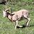 Mouflon m�diterran�en (Ovis gmelini musimon x Ovis sp.) � Jean-Christian Piques