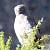 Circa�te Jean-le-Blanc (Circaetus gallicus) � Jean-Christian Piques