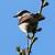 Traquet motteux (Oenanthe oenanthe) � Jean-Christian Piques