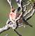 Linotte m�lodieuse (Carduelis cannabina) � Jean-Christian Piques