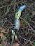 L�zard vert occidental (Lacerta bilineata) � Brigitte Emmery