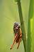 Decticelle des ruisseaux (Metrioptera fedtschenkoi azami) � Fran�ois Grimal