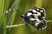 Demi-Deuil (Melanargia galathea) � Fran�ois Grimal