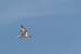 Sterne caugek (Sterna sandvicensis) � Fran�ois Grimal