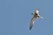 Sterne pierregarin (Sterna hirundo) � Fran�ois Grimal