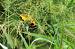 Village Weaver (Ploceus cucullatus) � Georges Barriere