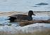 Canard chipeau (Anas strepera) � Hugo Touz�