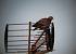 Pigeon colombin (Columba oenas) � Hugo Touz�