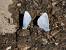 Azur� des Nerpruns (Celastrina argiolus ) � Lydie & Pascal Dubois