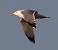 Go�land leucoph�e (Larus michahellis) � R�gis Poulet