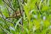 Rousserolle effarvatte (Acrocephalus scirpaceus) � Gilles Corsand