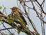 Pipit des arbres (Anthus trivialis) � Gilles Corsand