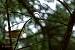 Pouillot siffleur (Phylloscopus sibilatrix) � Gilles Corsand