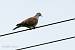 Tourterelle des bois (Streptopelia turtur) � Gilles Corsand