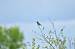 Tarier p�tre (Saxicola torquatus) � Antoine Mercier