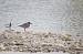 Chevalier gambette (Tringa totanus) � Patrick Fossard