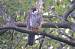 Faucon hobereau (Falco subbuteo) � Patrick Fossard