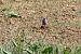 Faucon kobez (Falco vespertinus) � Guillaume Brouard