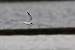 Sterne naine (Sterna albifrons) � Guillaume Brouard
