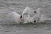 Cygne tubercul� (Cygnus olor) � Guillaume Brouard