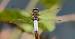 Libellule d�prim�e (Libellula depressa) � Jean Valentin