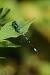 Agrion jouvencelle (Coenagrion puella) � Jean Valentin