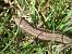 L�zard vivipare (Zootoca vivipara) � Jean-Jacques Rabillon